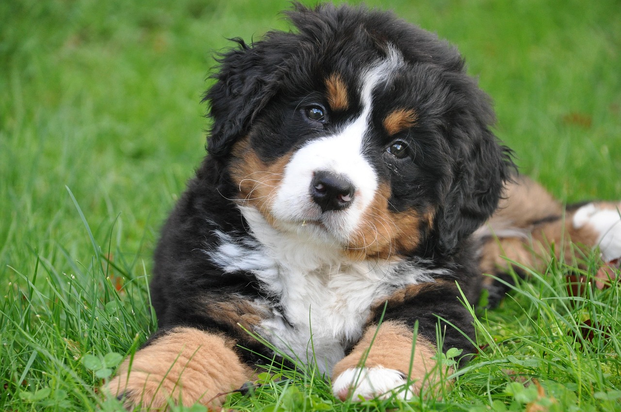 Bruno