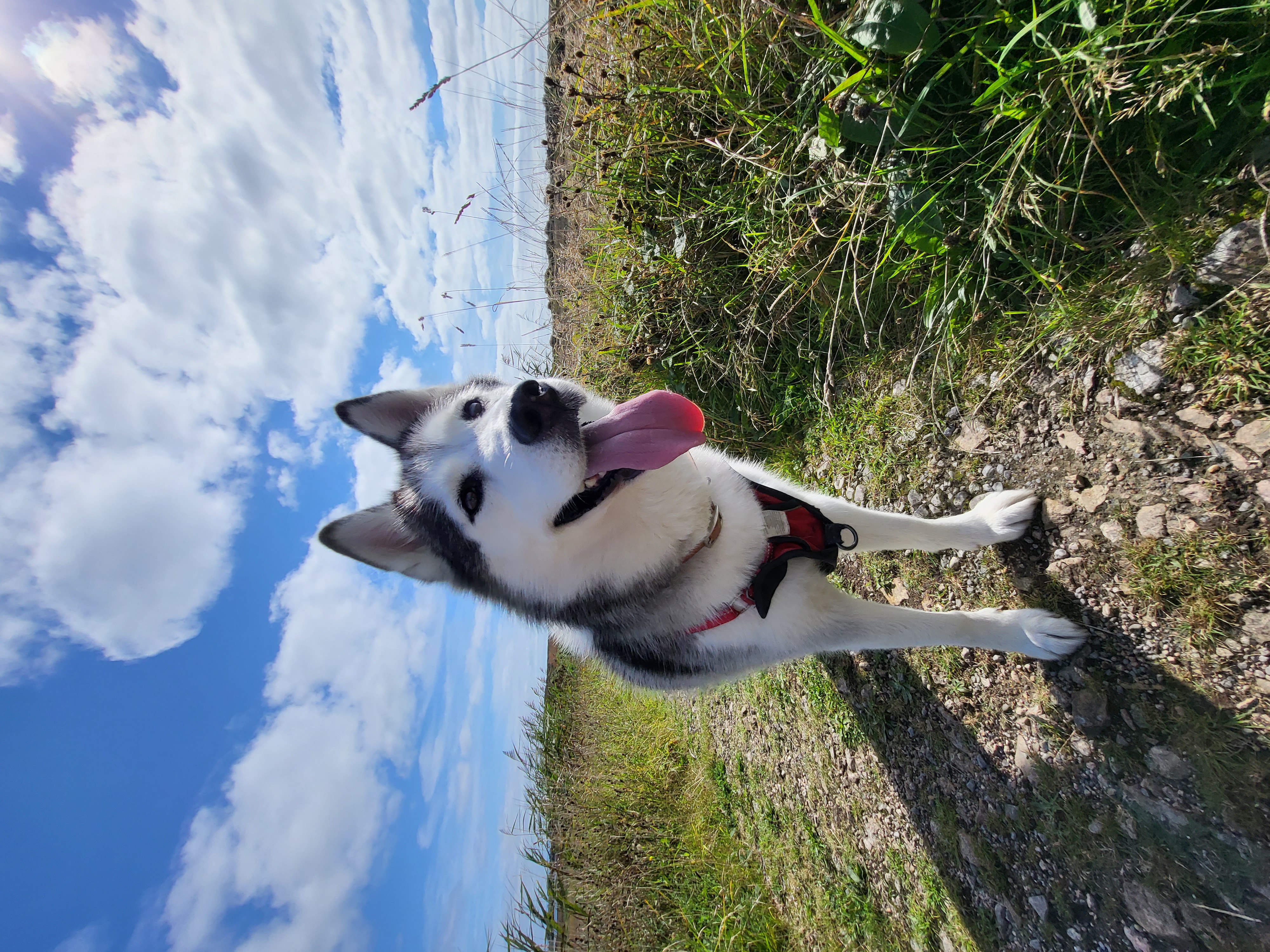 Husky dog named Kevin standing in a grassy field