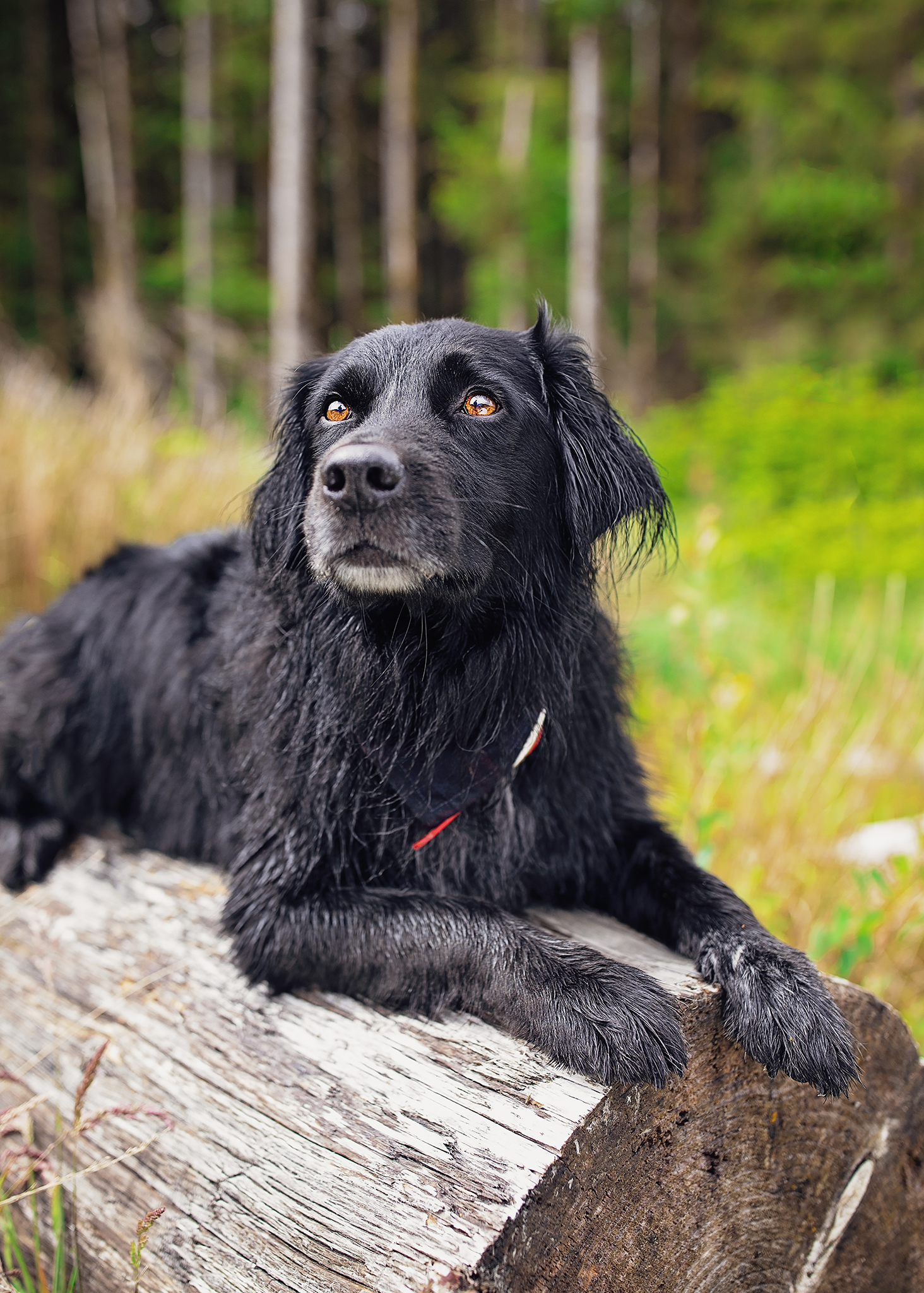 Collie dog named Sam lying on a log in the forest