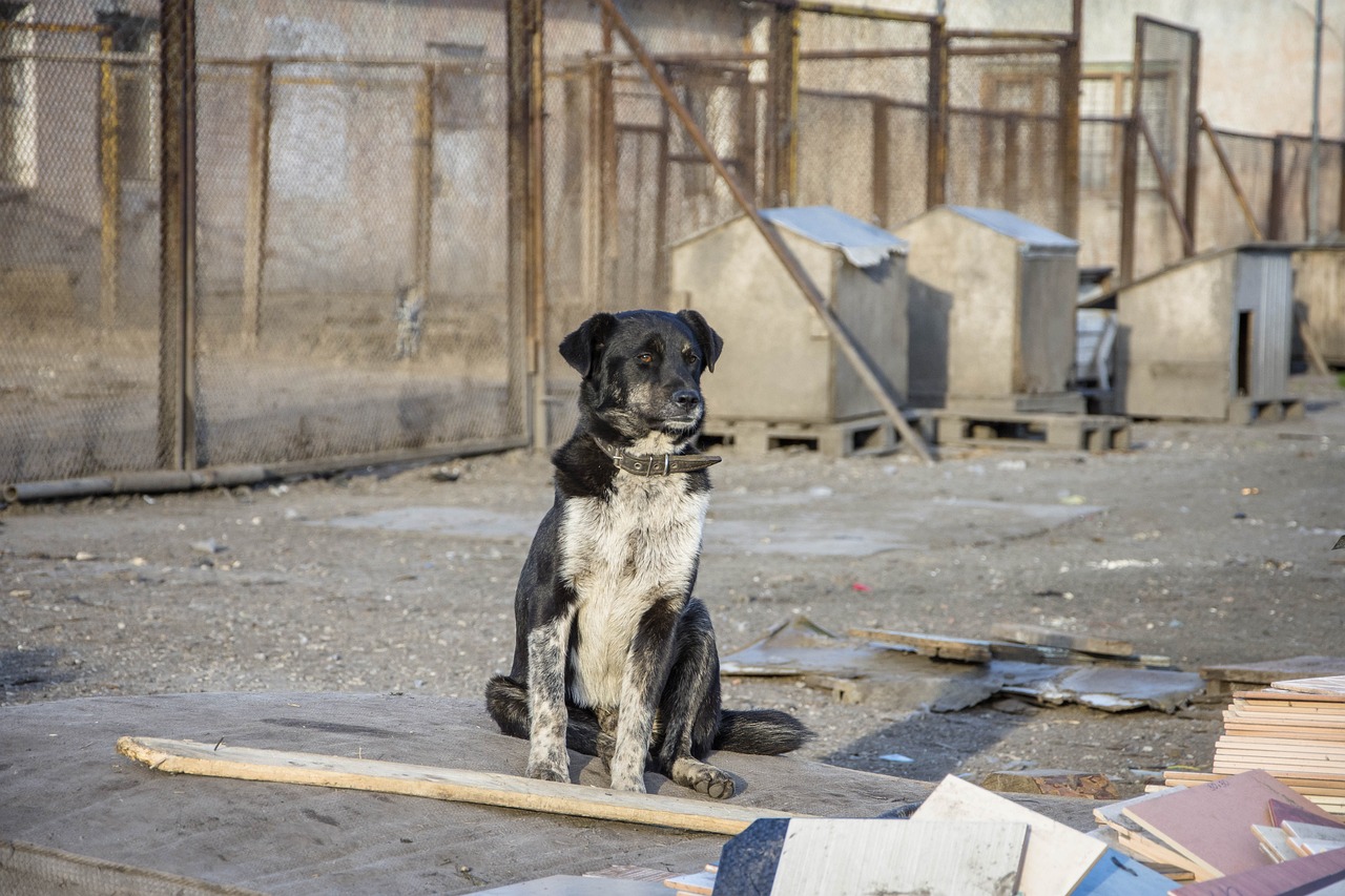 Dog sitting in shelter grounds