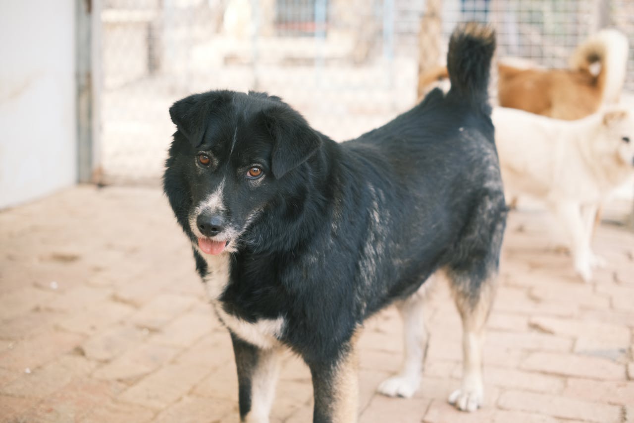 Shelter dog