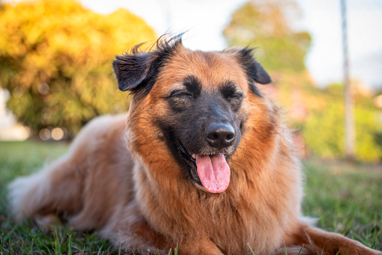 Shelter dog lying in grass