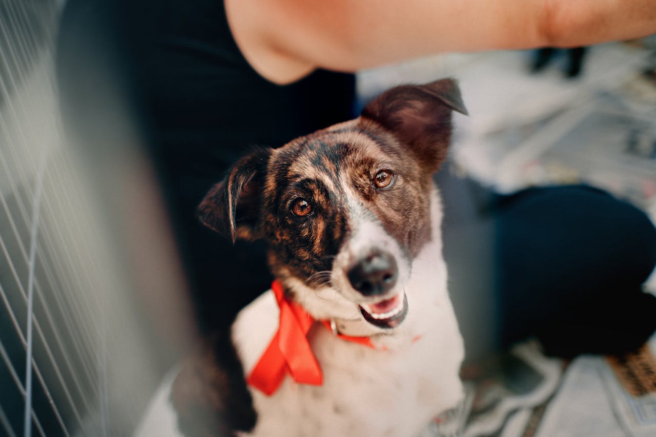 Shelter dog sitting looking at camera